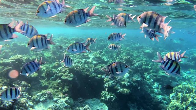 School of fish, sergeant major damselfish (Abudefduf vaigiensis, Pomacentridae) in red sea, Marsa Alam, Egypt