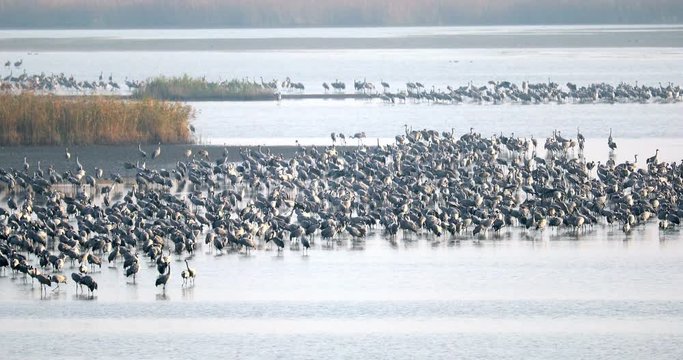flock of Common Crane on lake, migration in the Hortobagy National Park, Hungary, puszta is one of the largest meadow and steppe ecosystems in Europe and UNESCO World Heritage Site