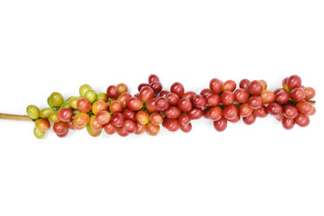 Coffee berries red and leaves coffee on white background.