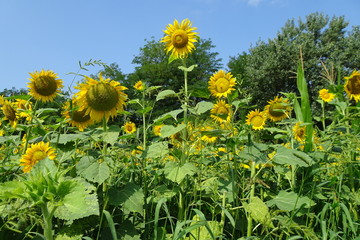 Girasoli