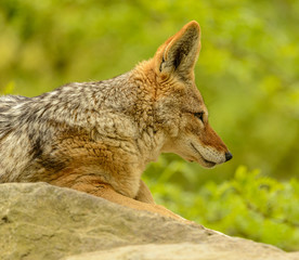 Naklejka na ściany i meble coyote dog portrait from profile laying on rock