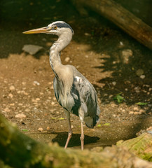 great blue heron standing behind log
