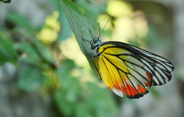 The Painted Jezebel (Delias hyparete) Butterfly on leaf with natural green background, Yellow with orange and black color stripes on white wing