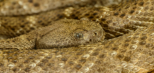 detailed closeup portrait of coiled rattlesnake