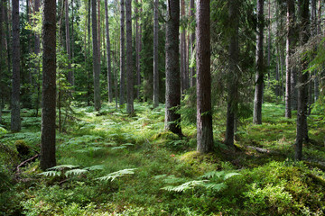 Fototapeta na wymiar Forêt de pins dans le parc national de Lahemaa, Estonie.