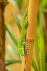 green gecko head down on a bamboo stem