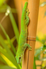 green gecko on a bamboo stem looking down