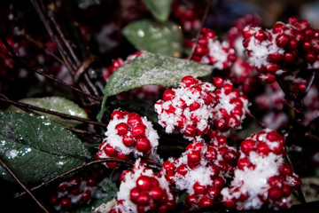 Red Berries Covered with Snow