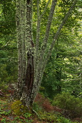 Hiking track from Pido to Las Ilces in national park Picos de Europa in Cantabria,Spain,Europe