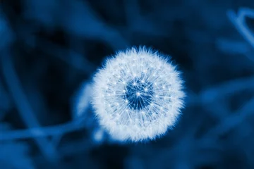 weißer, flauschiger Löwenzahn auf einem Hintergrund aus grünem Gras. klassisches blaues Pantone 2020. Hintergrundbild. Platz für Text © Taranova_ksenya