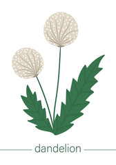 Vector flat dandelion illustration. Cute spring flowers. First blooming plants. Floral clip art isolated on white background..