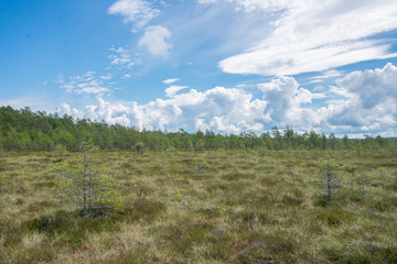 Paysage de tourbière dans le parc national de Lahemaa, Estonie.