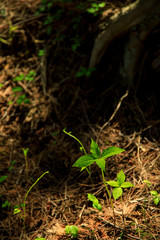 蛭ヶ岳、丹沢山、塔ノ岳 08