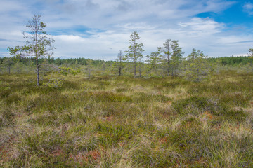 Paysage de tourbière dans le parc national de Lahemaa, Estonie.