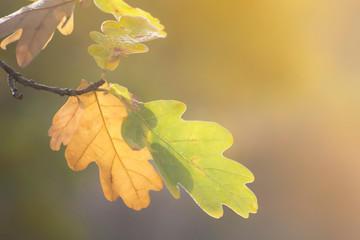 Surface of autumn oak yellow leaves.