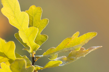 Surface of autumn oak yellow leaves. Soft sunlight.