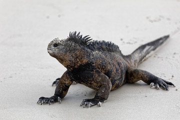 Meerechse am Strand