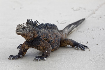 Meerechse am Strand