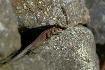 Common lizard ,  Zootoca vivipara , Viviparous lizard