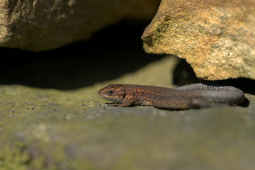 Common lizard ,  Zootoca vivipara , Viviparous lizard