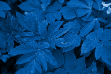 grüne frische Frühlingsblätter mit Tautropfen. Nahaufnahme, Hintergrundbild. klassisches blaues Pantone 2020. Ansicht von oben, © Taranova_ksenya