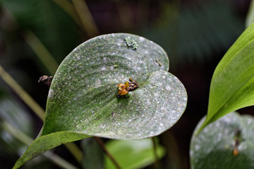 Eine wirklich besondere Orchidee