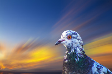 pigeon on background of blue sky