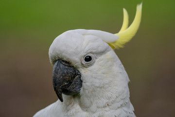 Sulphur-crested Cockatoo [Cacatua galerita] eating and playing with pine cone