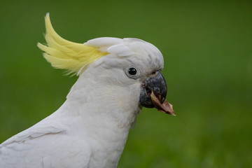Sulphur-crested Cockatoo [Cacatua galerita] eating and playing with pine cone