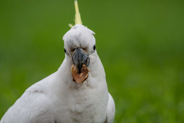 Sulphur-crested Cockatoo [Cacatua galerita] eating and playing with pine cone