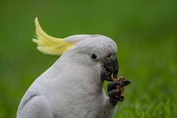 Sulphur-crested Cockatoo [Cacatua galerita] eating and playing with pine cone