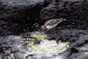 Strandläufer mit Freunden