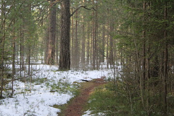 trail and snow in the pine forest frosty autumn