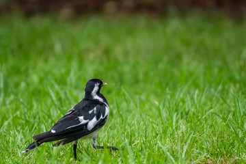 Female Magpie-lark (Grallina cyanoleuca) walking away, showing its back