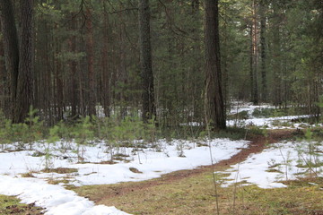 trail and snow in the pine forest frosty autumn