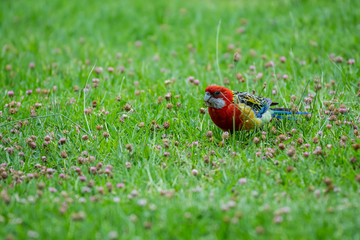 Eastern Rosella (Platycercus eximius)