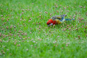 Eastern Rosella (Platycercus eximius)