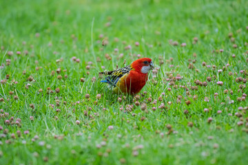 Eastern Rosella (Platycercus eximius)