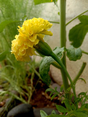 winter season merigold flower gardening
