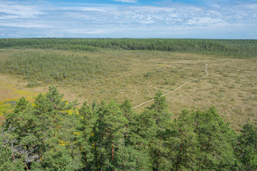 Fototapeta na wymiar Chemin de randonnée en planches de bois, traversant forêt et tourbière, dans le parc national de Lahemaa, Estonie.