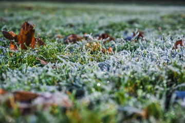 Winter wonderland, morning frost on the grass 