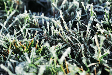 Winter wonderland, morning frost on the grass 