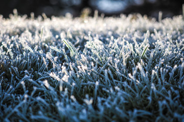 Winter wonderland, morning frost on the grass  - Powered by Adobe