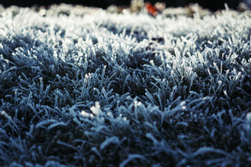 Winter wonderland, morning frost on the grass 
