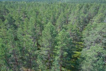 Grande étendue de forêt de pins dans le parc national de Lahemaa, Estonie.