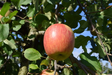 真っ赤に実ったリンゴ