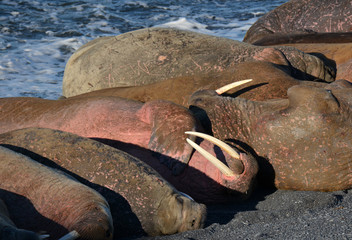 Atlantic walrus, Pechora sea