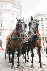 Naklejka na ściany i meble Traditional horse coach Fiaker in Vienna Austria