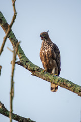 Crested Hawk Eagle on a Branch at Masinagudi Tamilnadu
