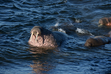 Obraz premium Atlantic walrus, Pechora sea